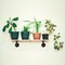Industrial Black Iron Pipe Shelf Brackets 8 Pack - 13.7 Inch Rustic Wall Mount Brackets, Heavy Duty DIY Shelving, Matte Black Vintage Decor (Wood Not Included)